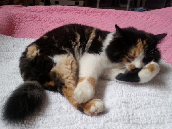 /Images/uploads/Humane Society of Utah/HSUCalendar/entries/950thumb.jpg